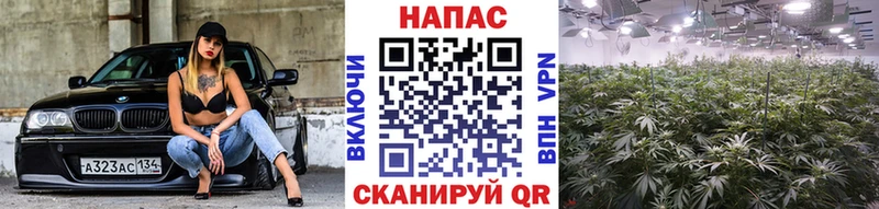 Купить где  Кушва  Марихуана White Widow 